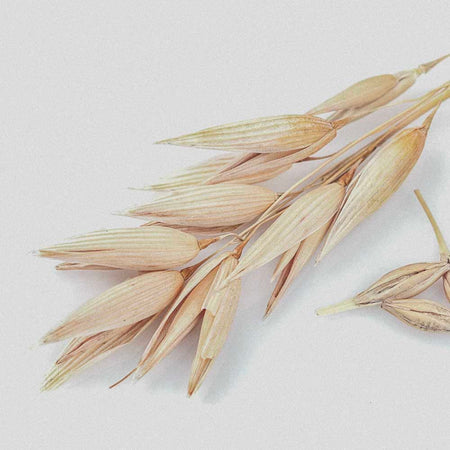 Arctic oat