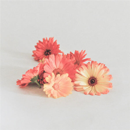 Garden-grown calendula