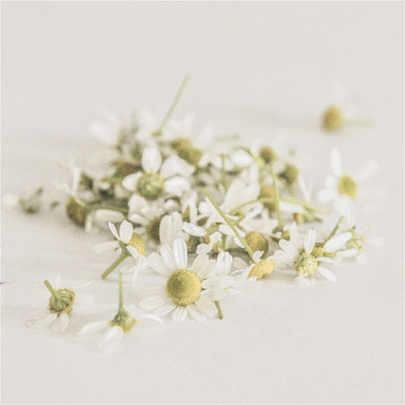 Garden-grown chamomile