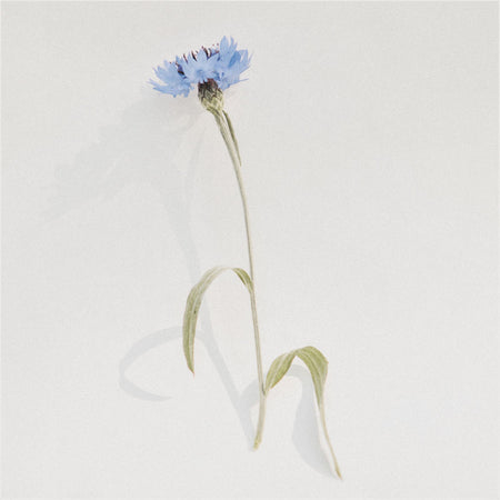 Garden-grown cornflower