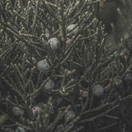 Juniper berry