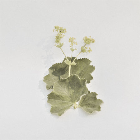 Wild lady's mantle