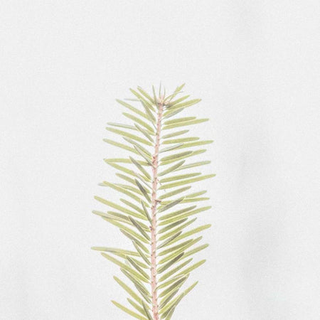 Pine