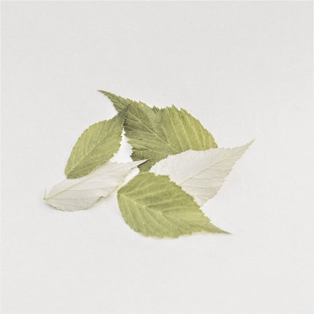 Wild raspberry leaf