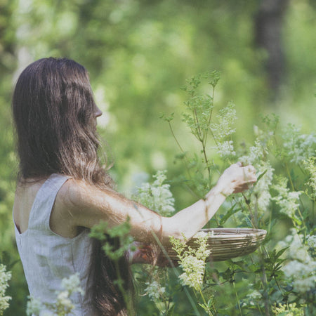 wildcrafting herbs