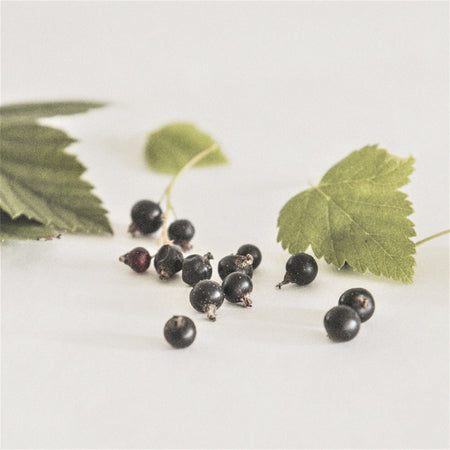 Arctic blackcurrant seed oil