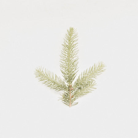 Fir needle