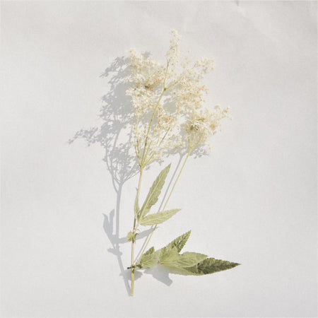 Wild meadowsweet