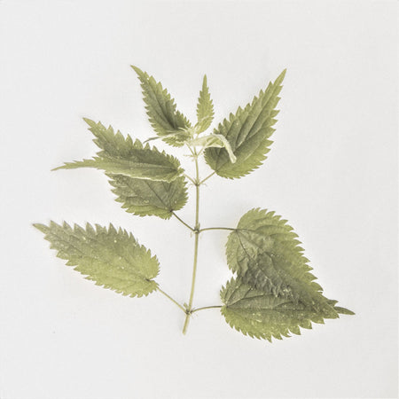 Wild nettle