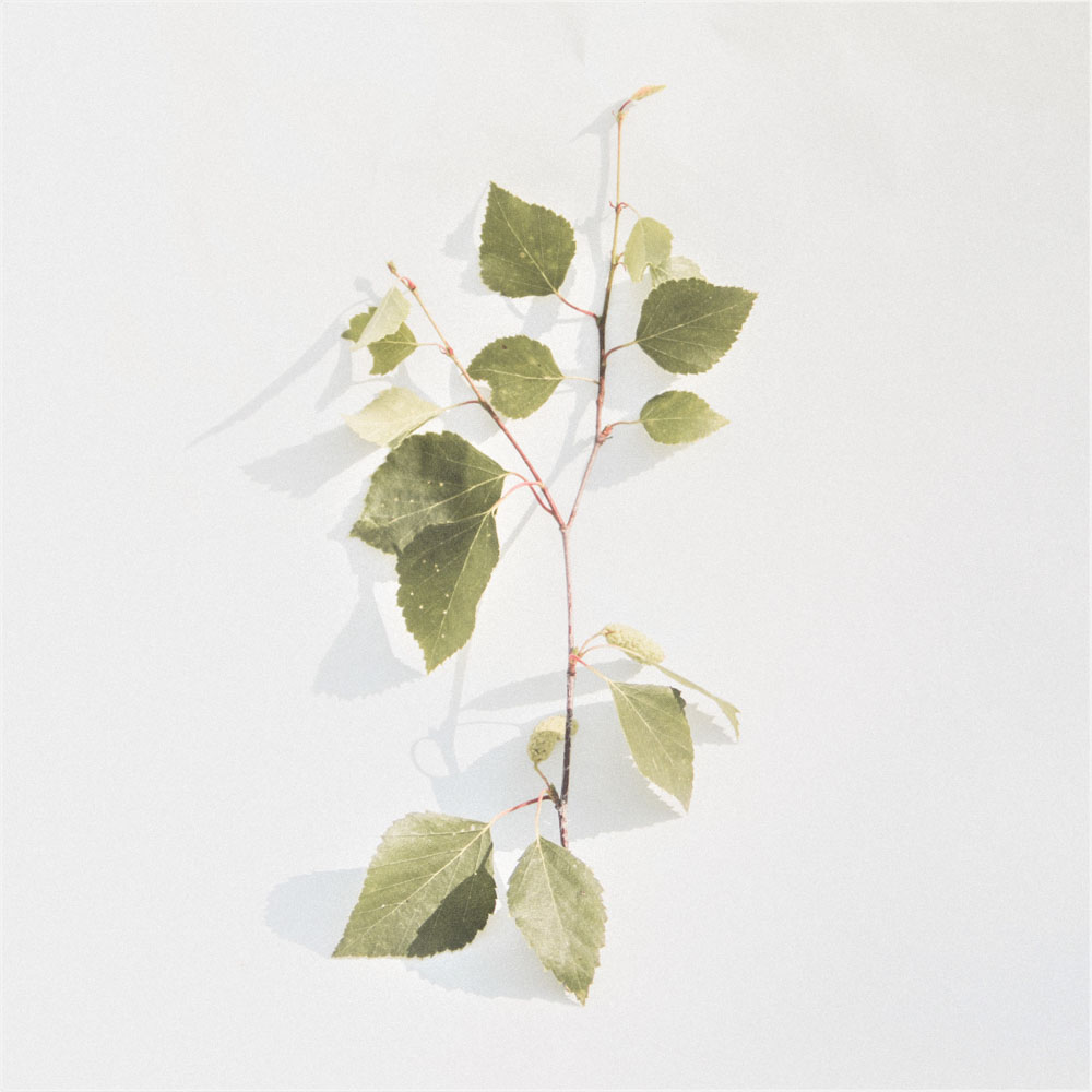Wild birch leaf