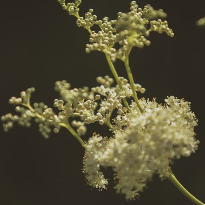 Meadowsweet