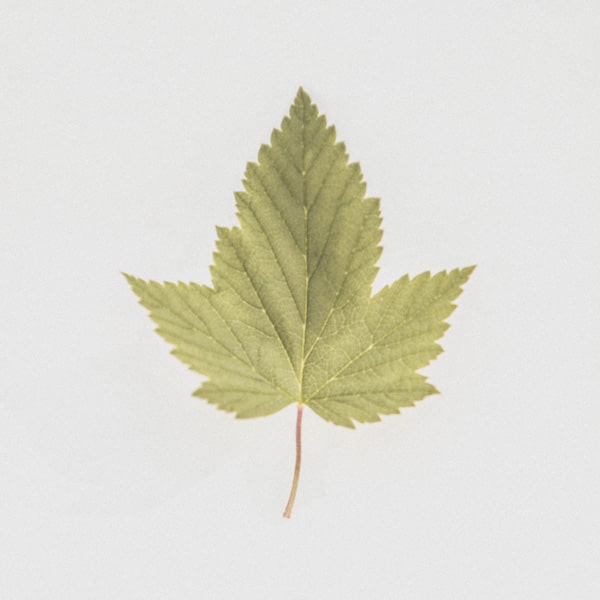 Self-grown blackcurrant leaf